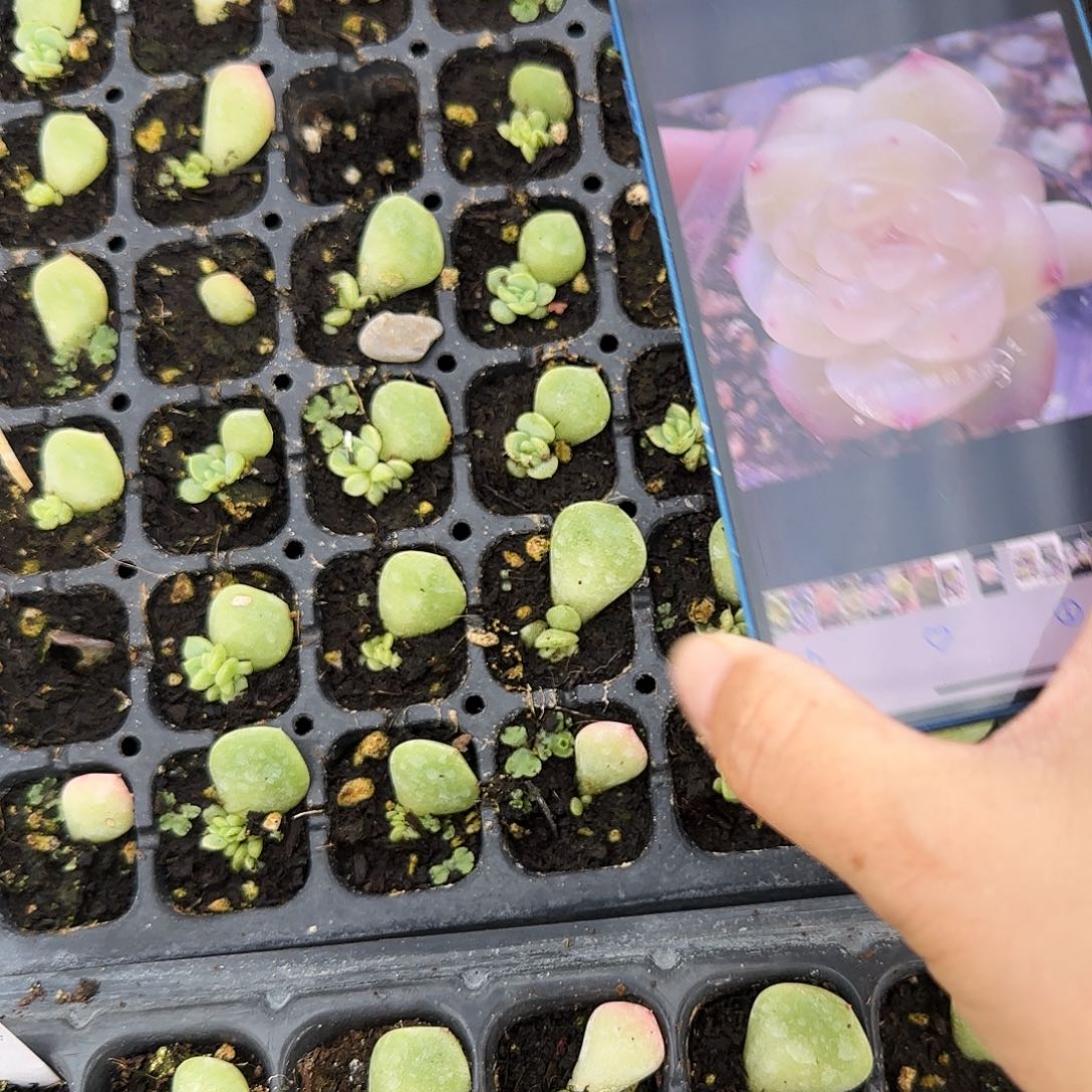 云间中 芝麻穴一个满25包邮