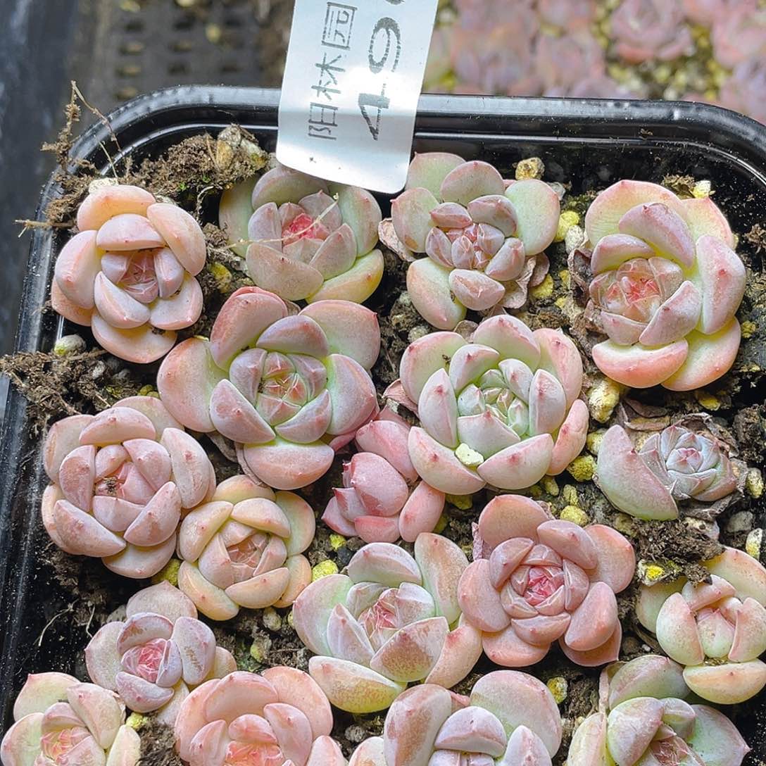 多肉植物多肉植物490