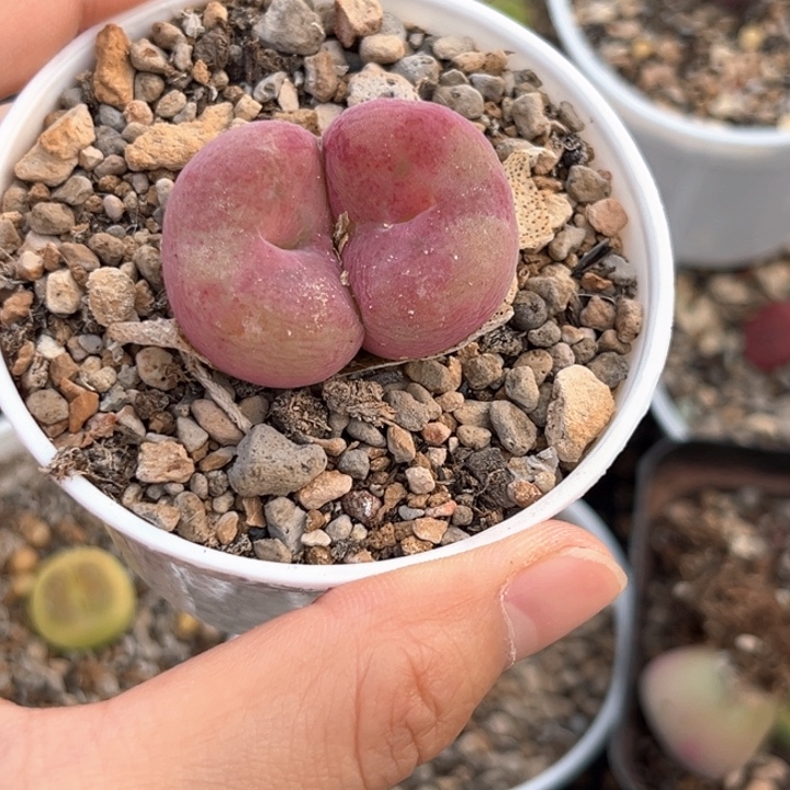 母本空卡047号哈哈