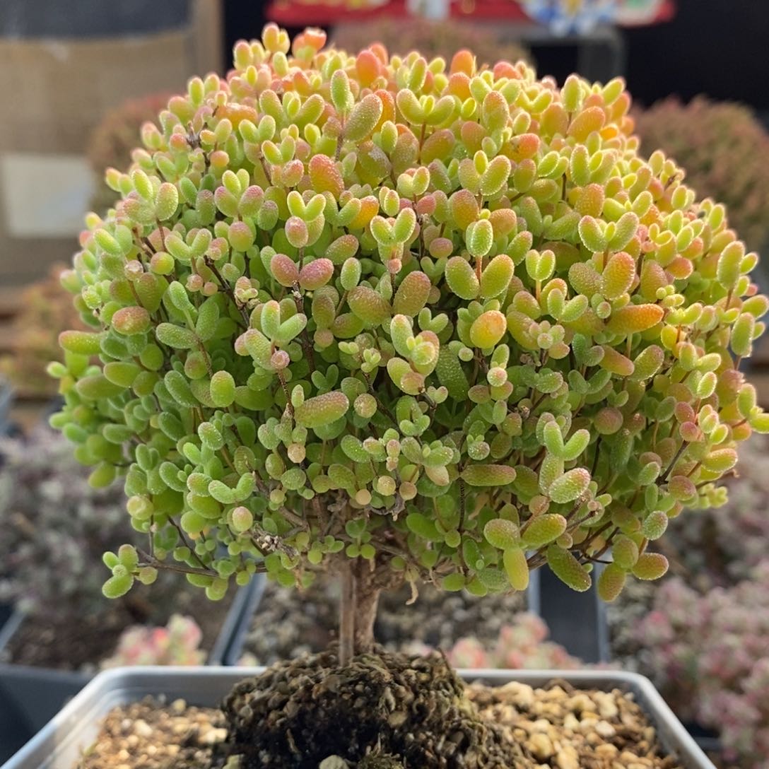 捡漏蜜橘糖球5016枝干番杏