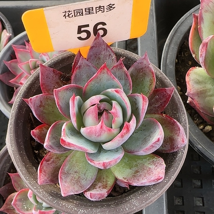 56 惊鸿仙子多肉植物6-9cm