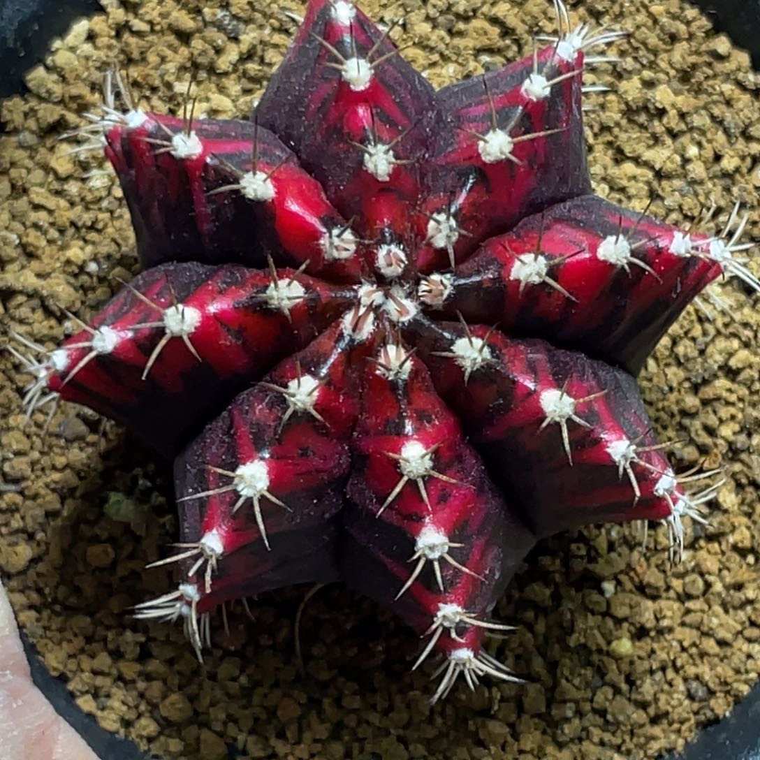 当前无花朵，栽培后可花朵黑寡妇鸡血红锦