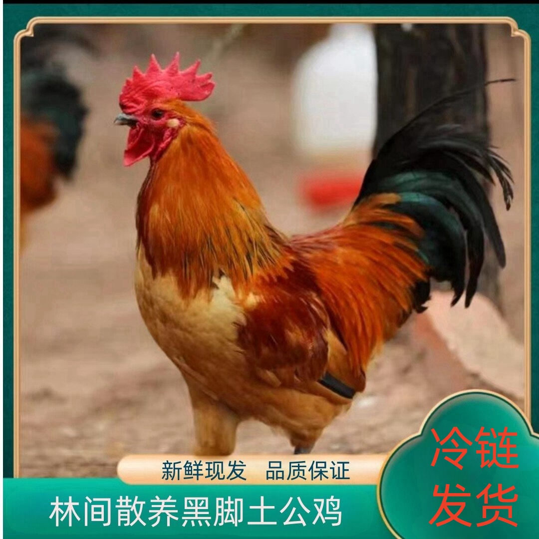 【A】买2送1 到手3只 林间散养1年黑脚土公鸡净重9-10斤带内脏