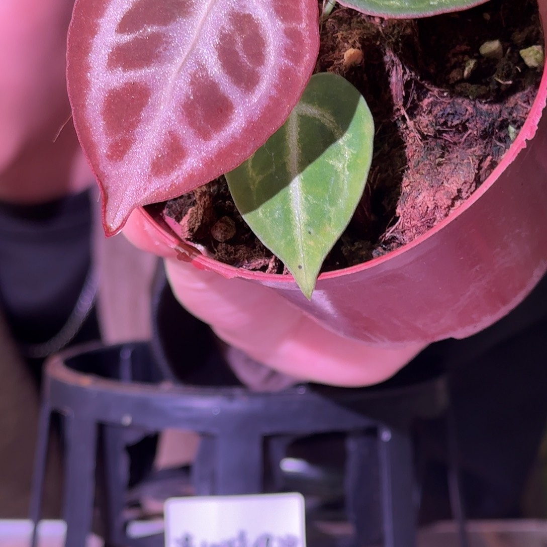 不开花植物G751银色闪光杂虎红