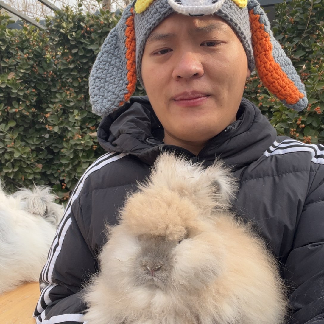 双血统英系安哥拉兔