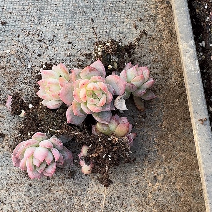 27-61红鸾叶插五颗量拍