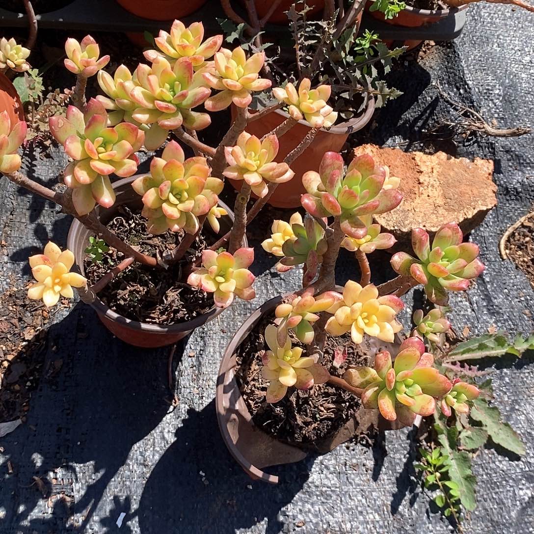 叮当锦3颗多肉植物