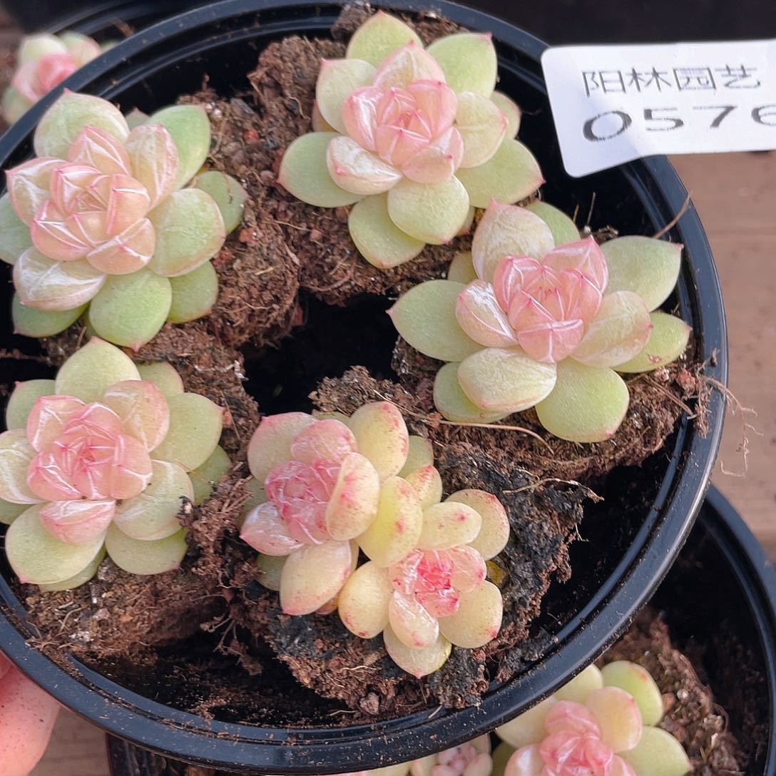 多肉植物多肉植物576