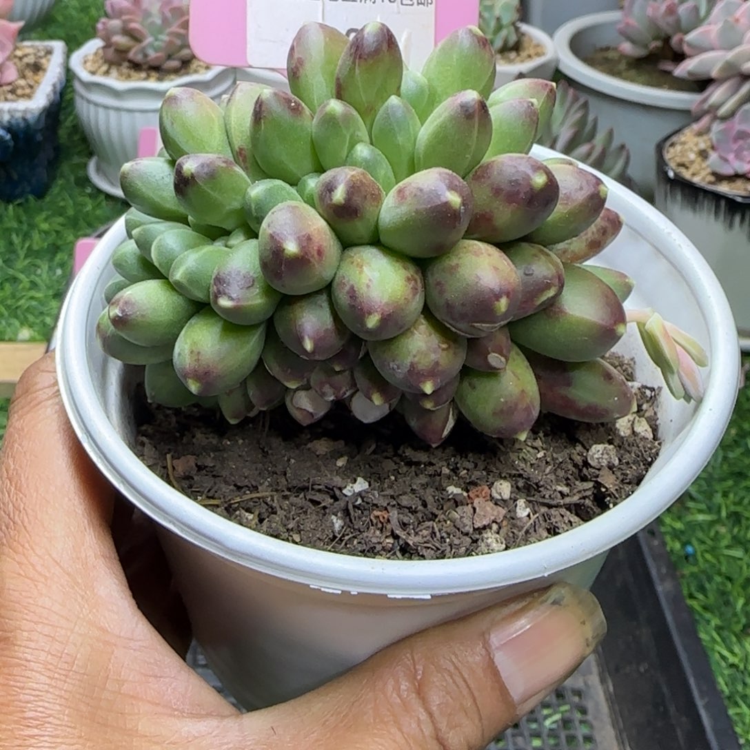 锦安精品多肉植物205