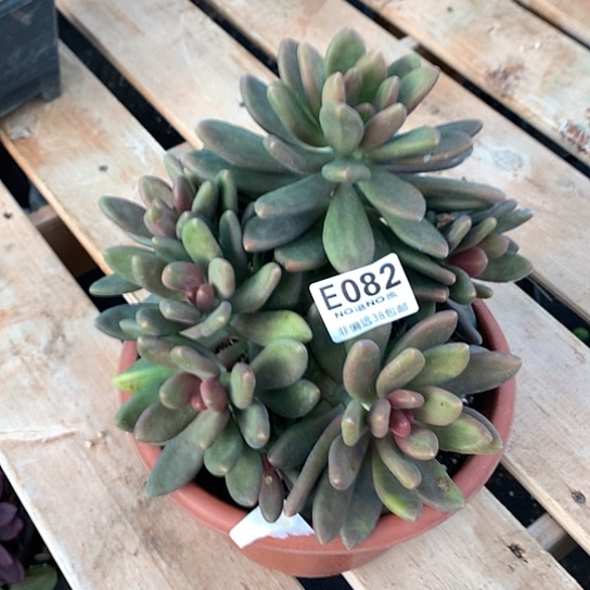 芒果奶大群082 亏本处理退款拉黑需延迟发货