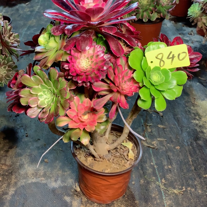 840嫁接多肉一物一拍～