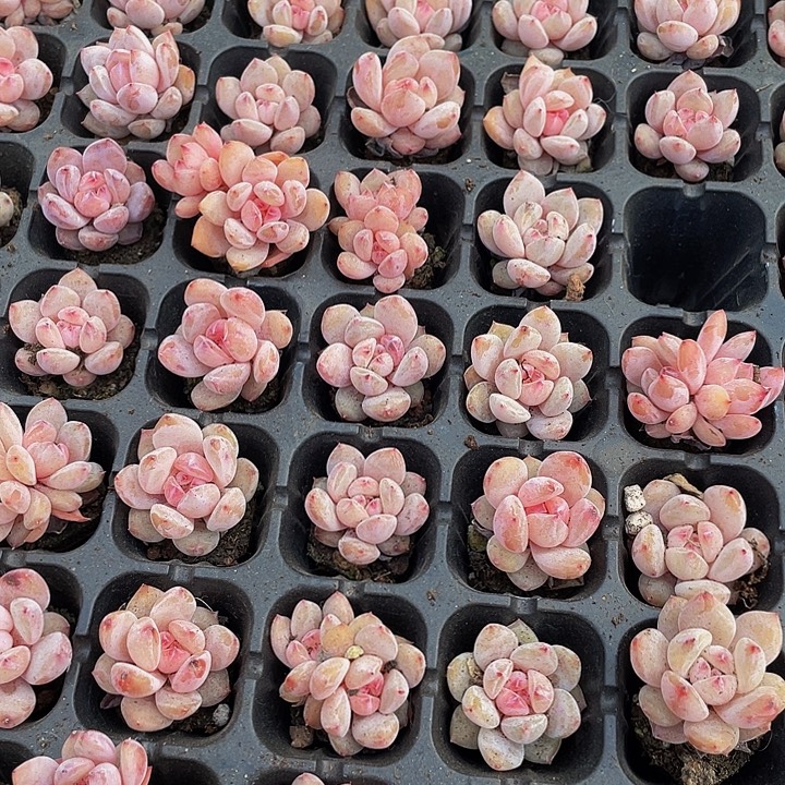 小粉笔1元带土发货