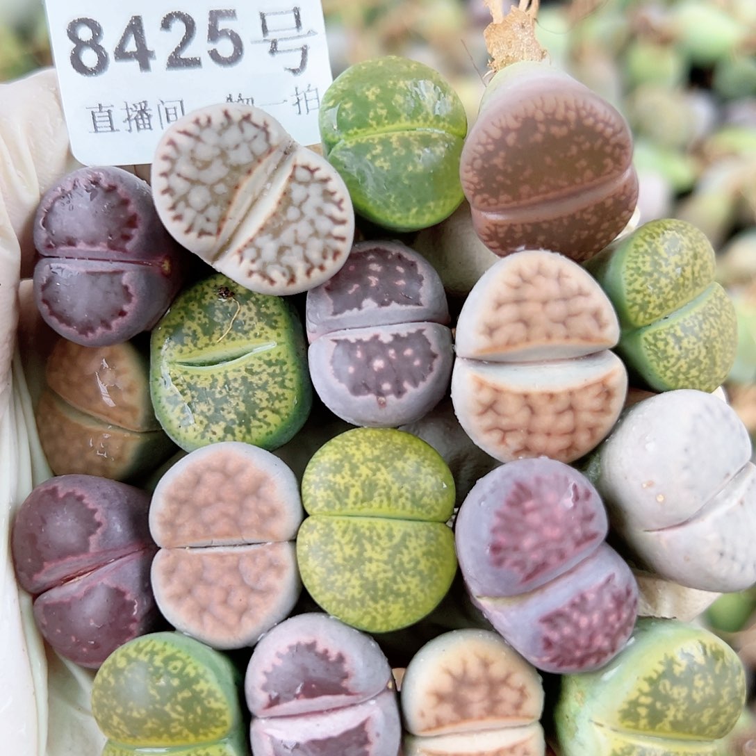 8425 好养易活生石花大母本18个