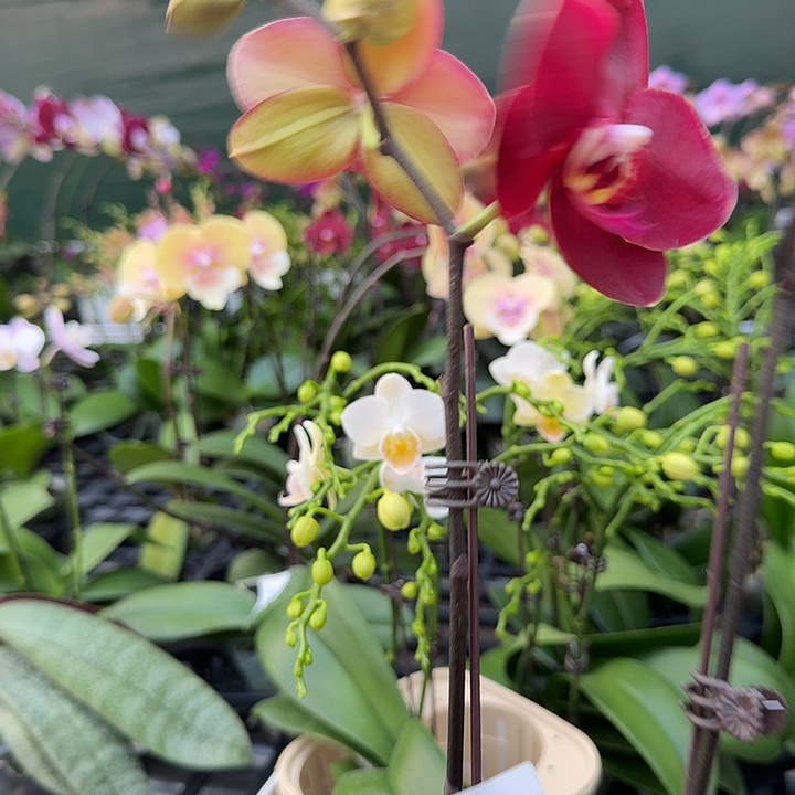 心***动大部分开放少量花苞235