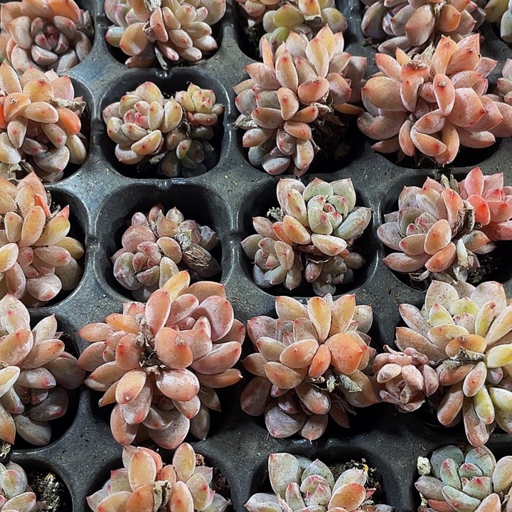 三头小星影1元带土发货