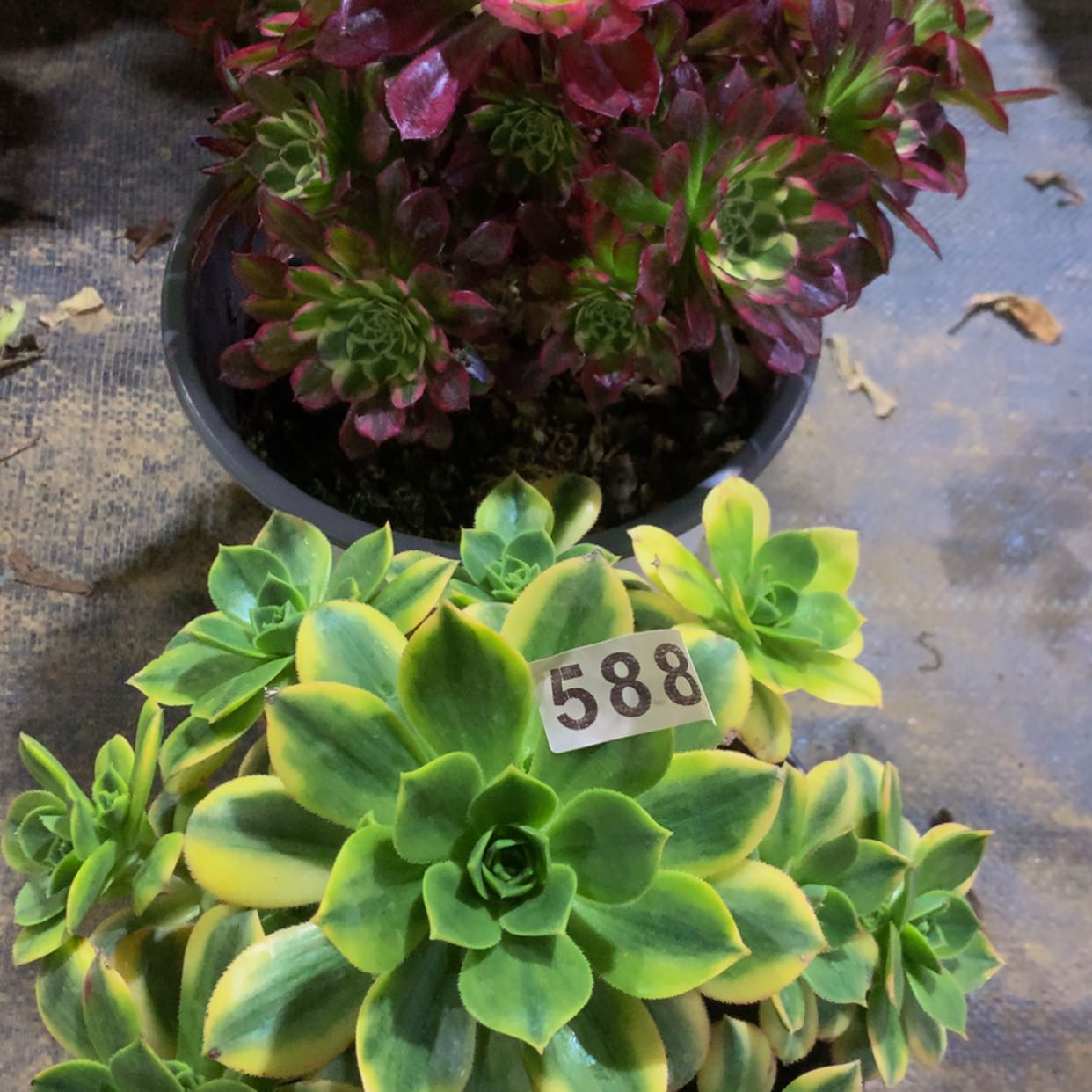 【闪购商品】588星爆天河多肉