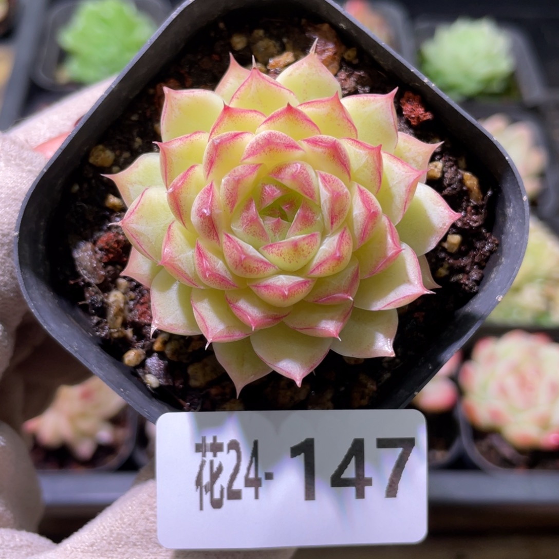 花利美24-147女王玫瑰