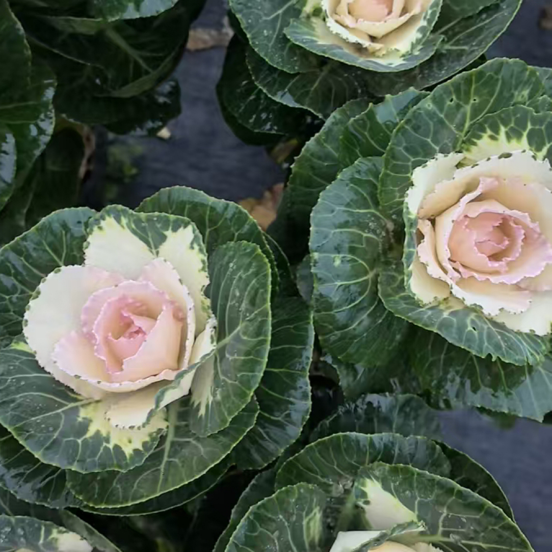 露西露白 玫瑰甘蓝 切花品种 耐冻好看好养