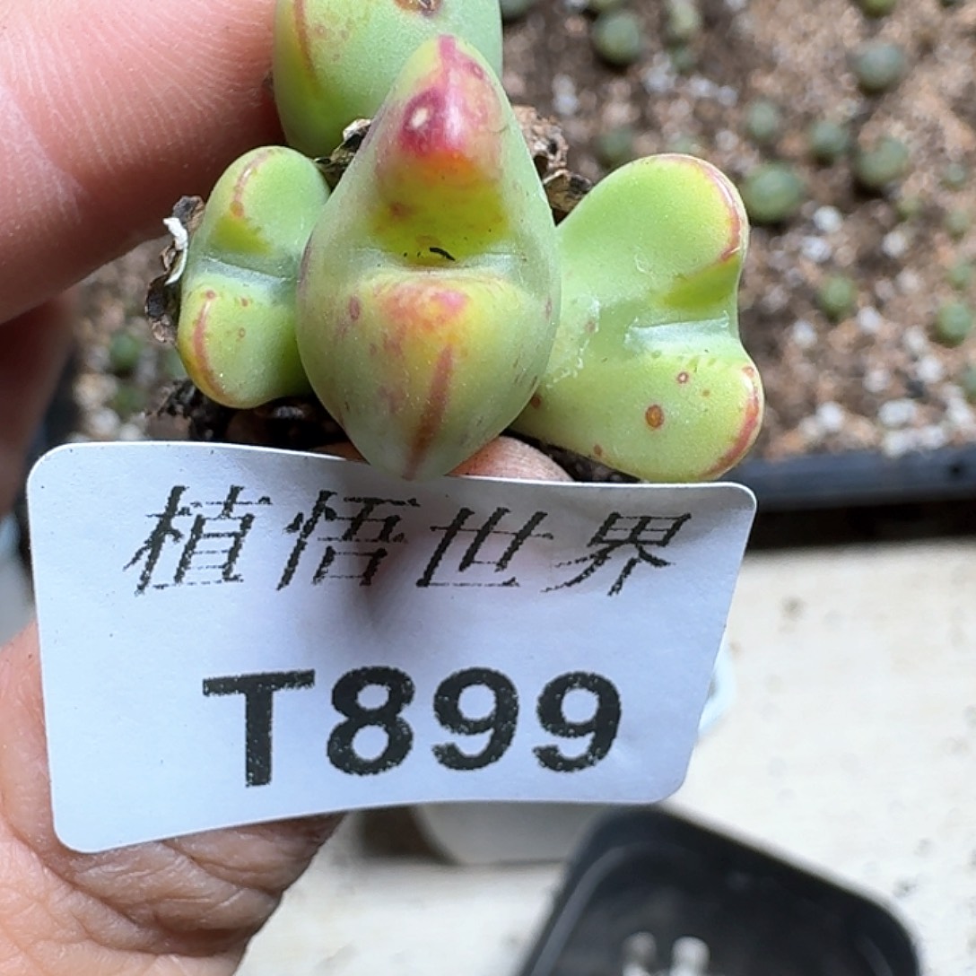 899号多肉植物哇vv
