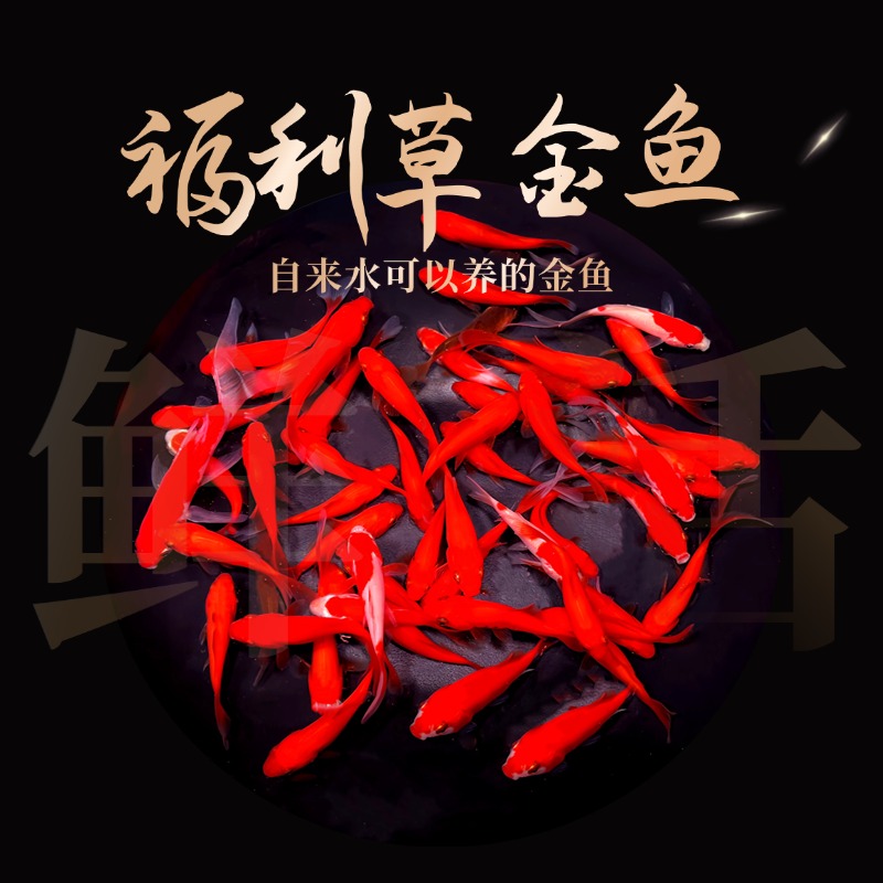 福利草金鱼观赏鱼冷水鱼金鱼好养耐活淡水鱼小鱼苗包邮渔场直发