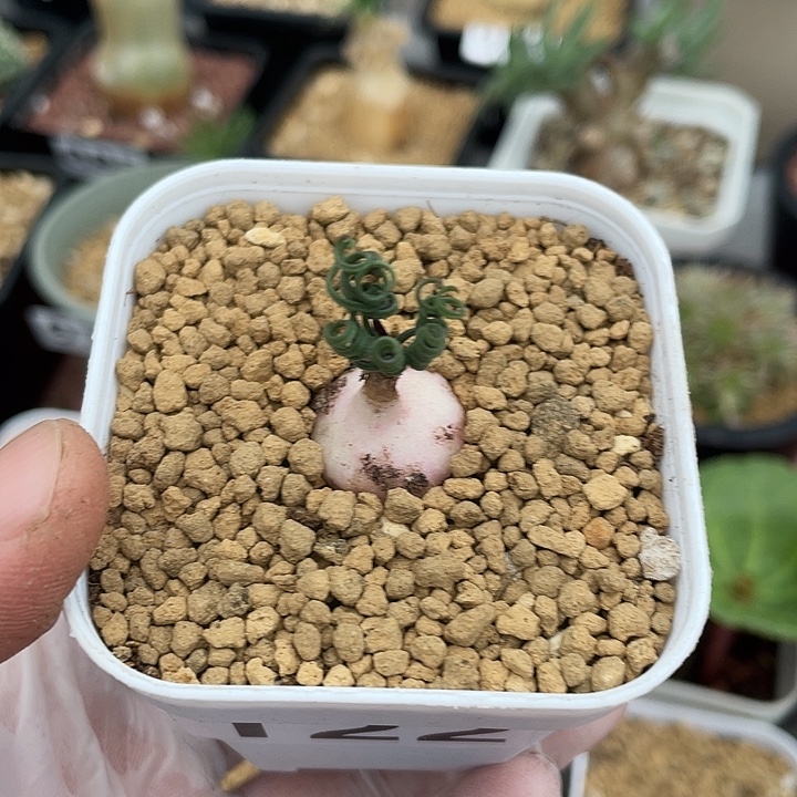 122GL蚊香弹簧草，