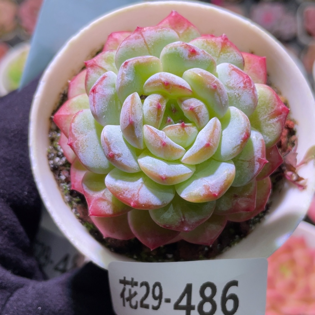 花利美29-486雪颜玉