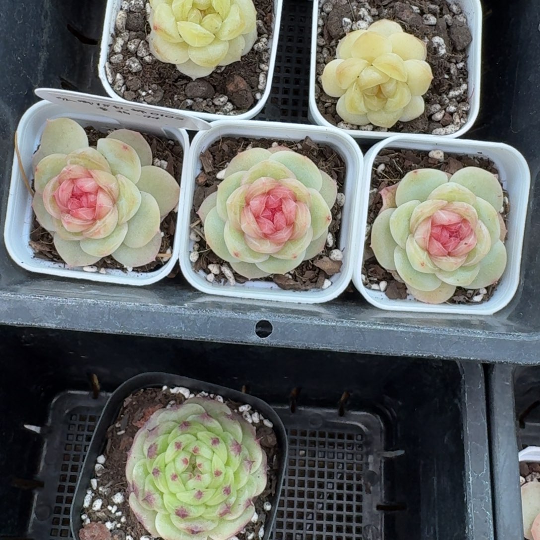 0103-044-世兰一颗量拍