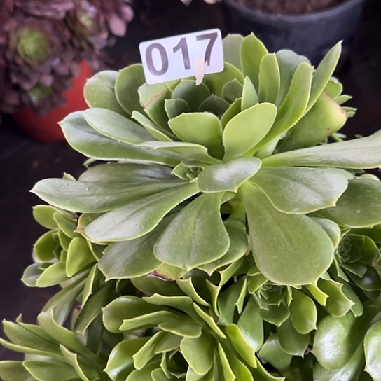 苏*多肉植物一个