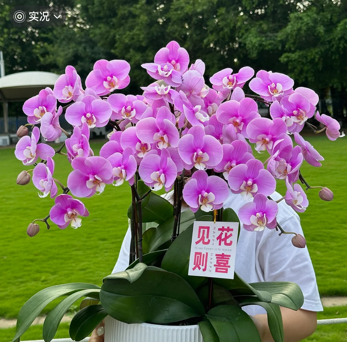 （安娜）大花蝴蝶兰2.8寸杯室内盆栽花卉绿植