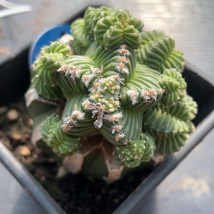 仙人球五星花龙185