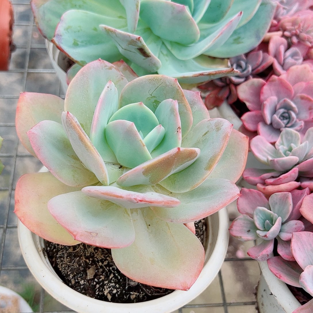 白凤特大大单头精品