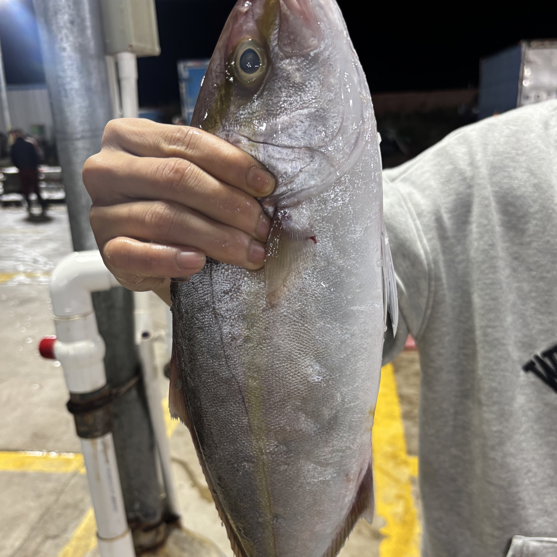 天然野生章红鱼5斤装，帮洗杀！5斤3条左右