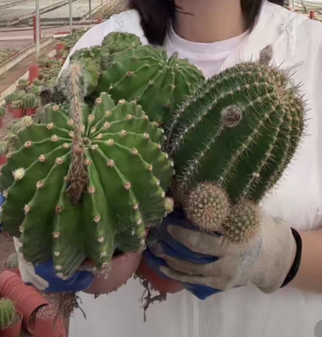 二妹园艺【  3颗  10公分起彩草   】脱土随机发货