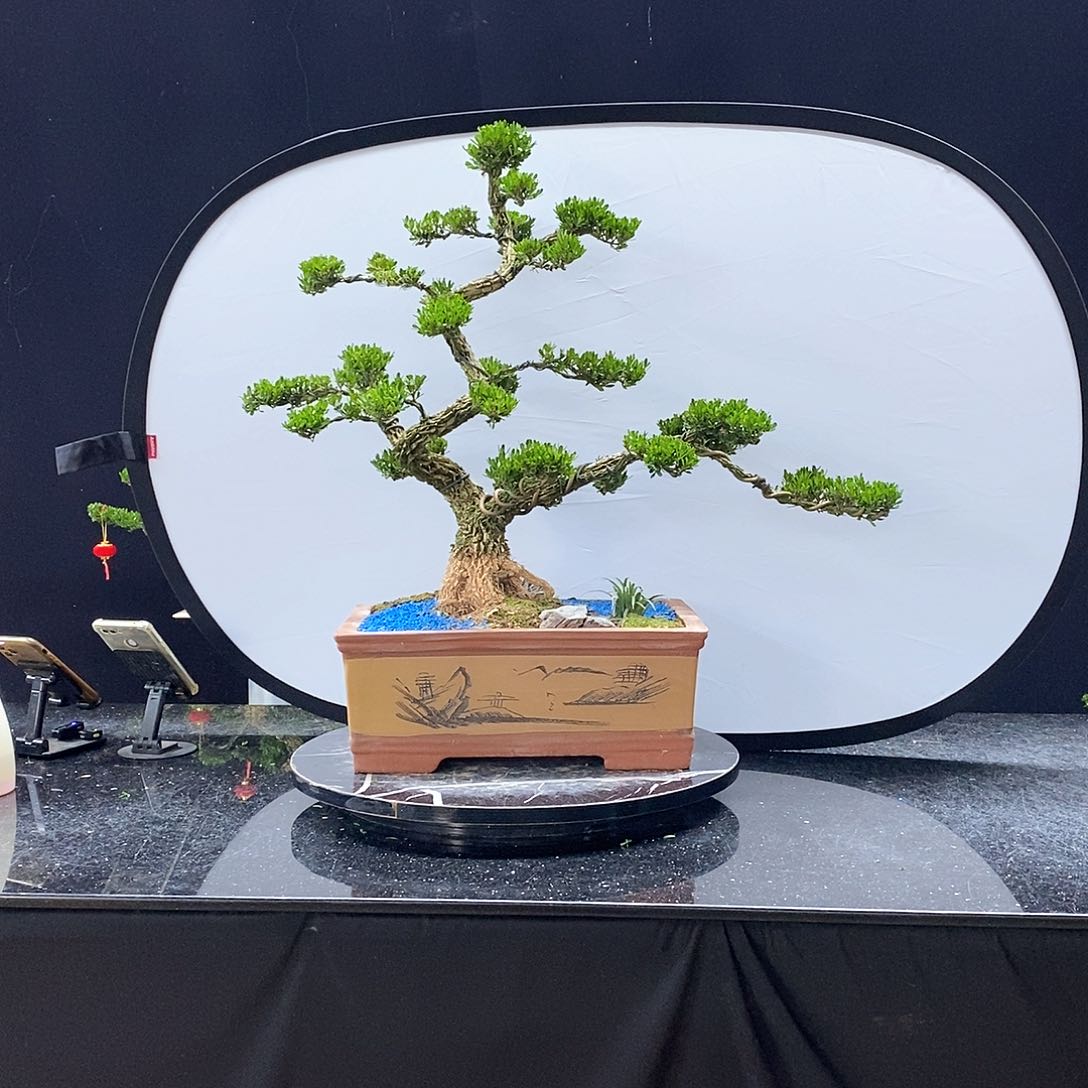 无花朵黄杨盆景艺术