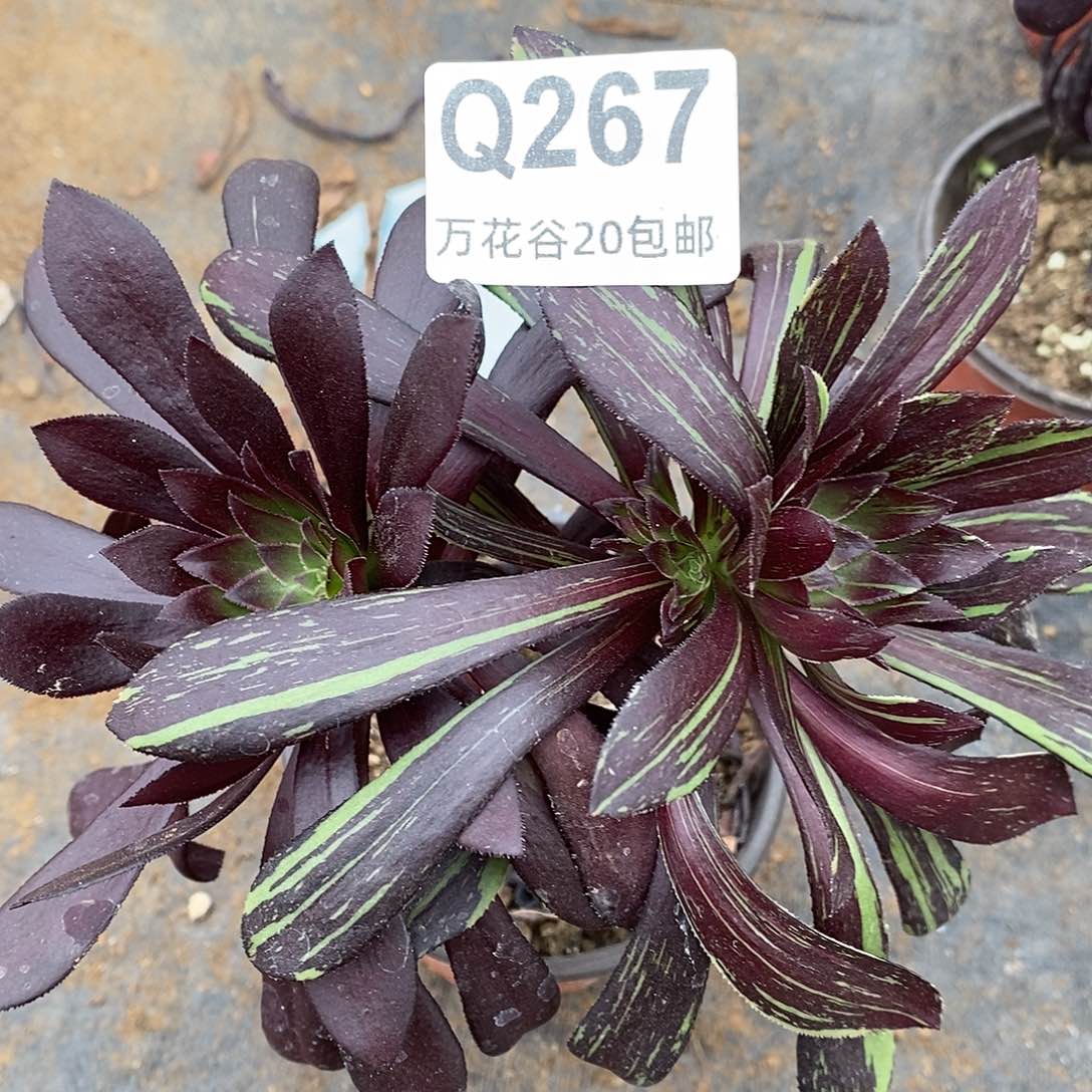 267水墨丹青砍过多肉植物