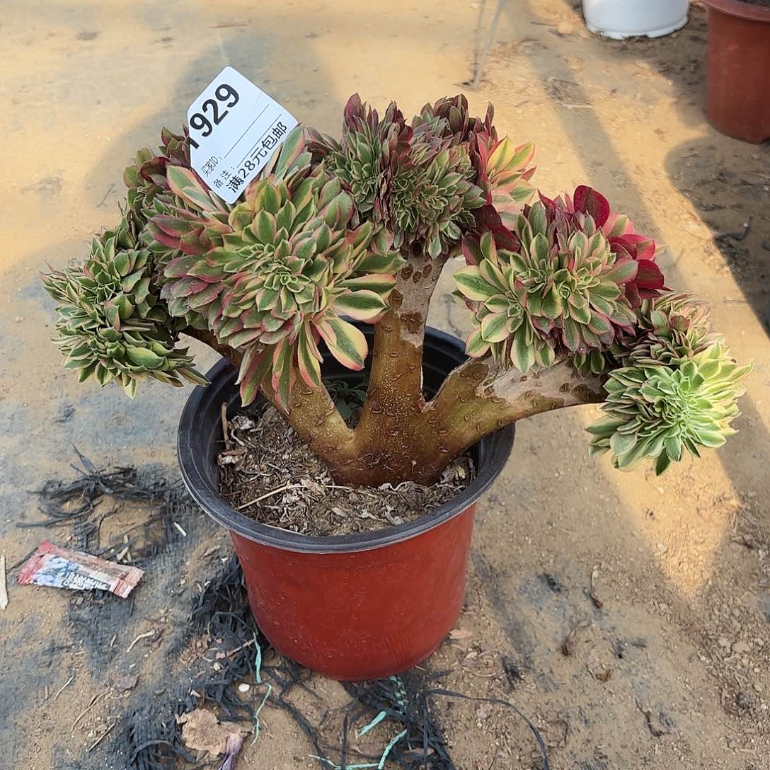 白****黑929红袖缀多肉植物
