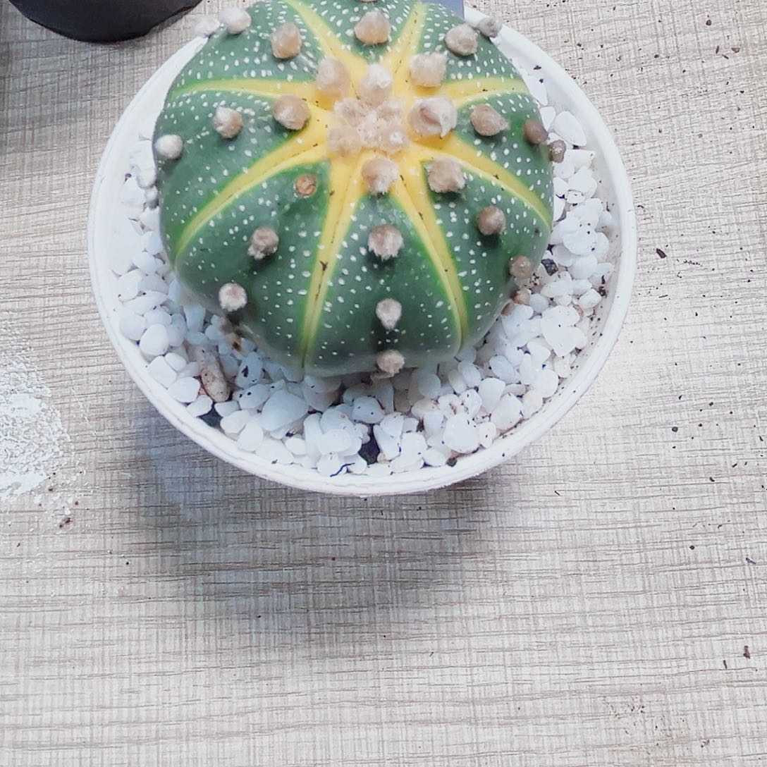 星兜锦多肉植物6666