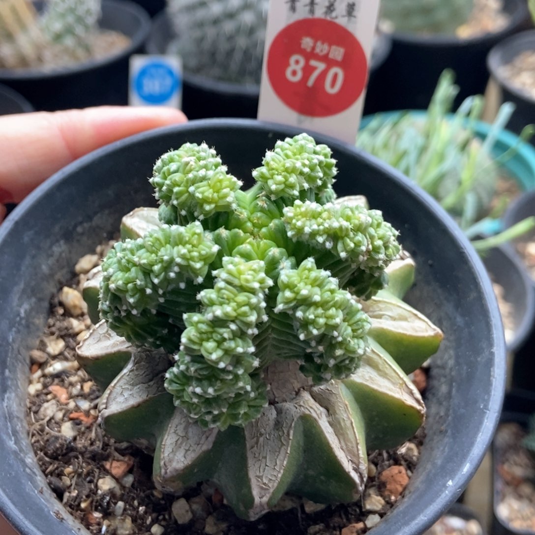 嫁接五星群4.5cm