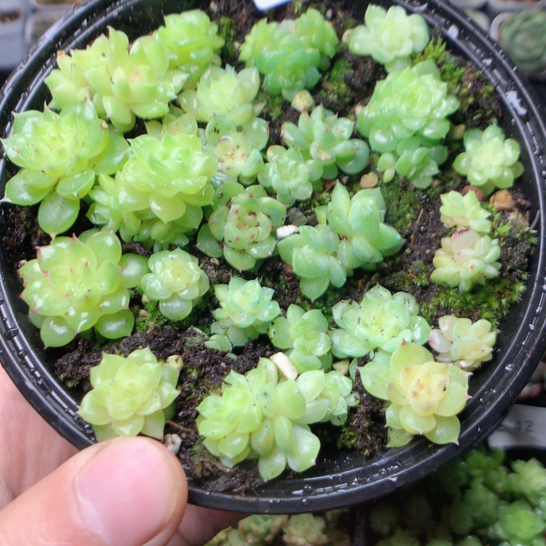 无花朵E46英语英语英语英语