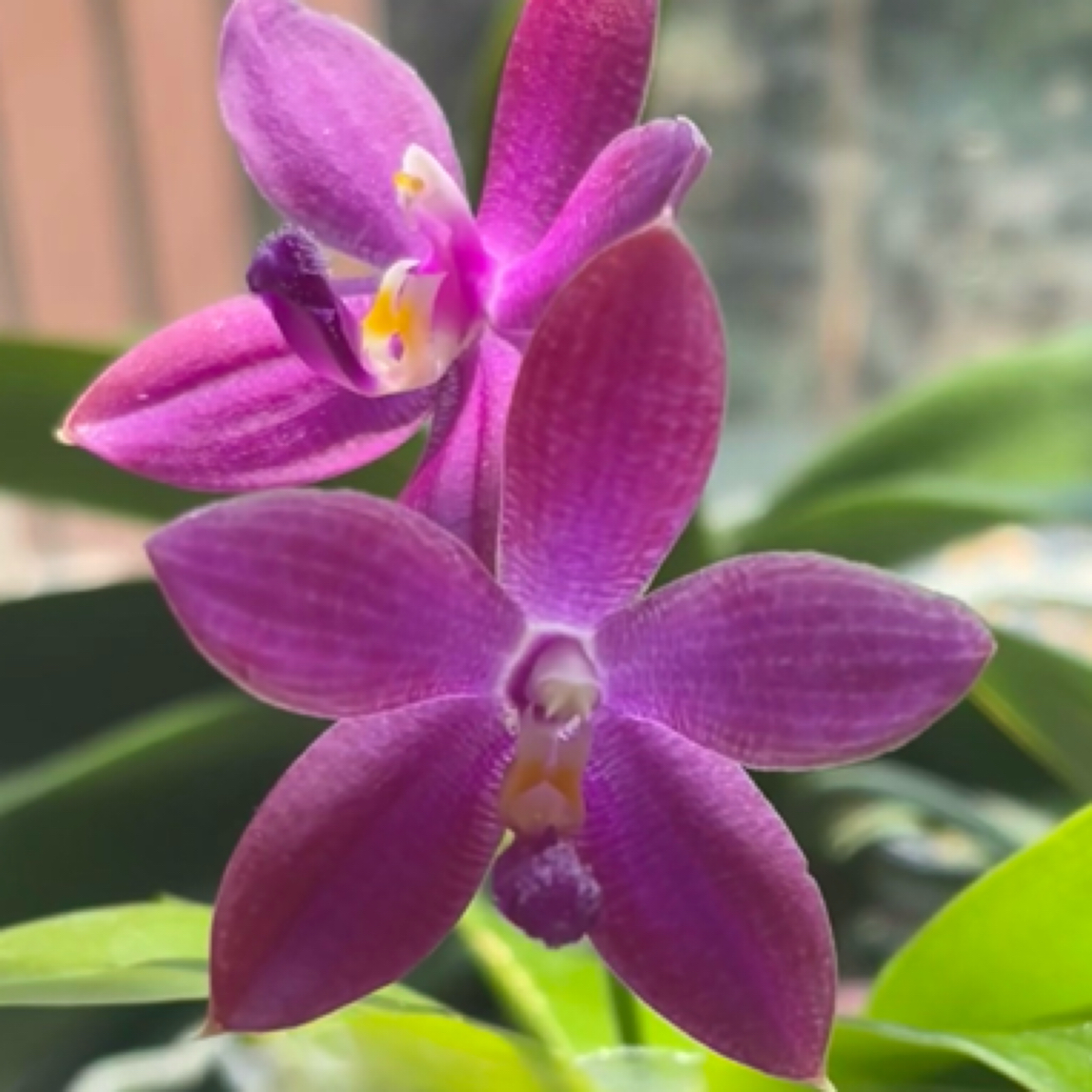 2.5珍妮佛 （苗）轻微叶损