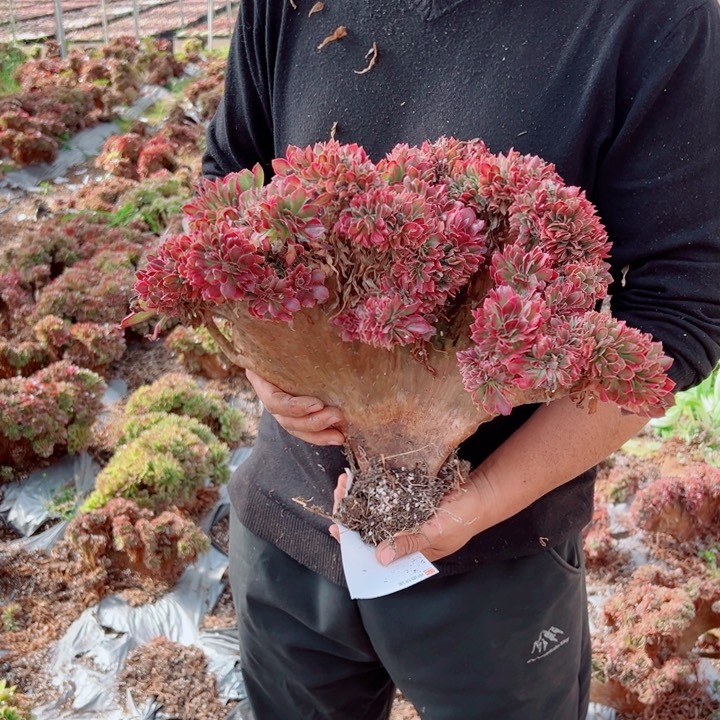 女郎醉话23号多肉法师