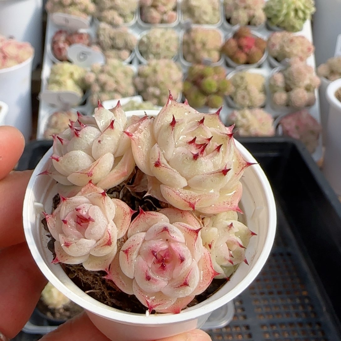 【闪购商品】0122-84边线紫糖心包子