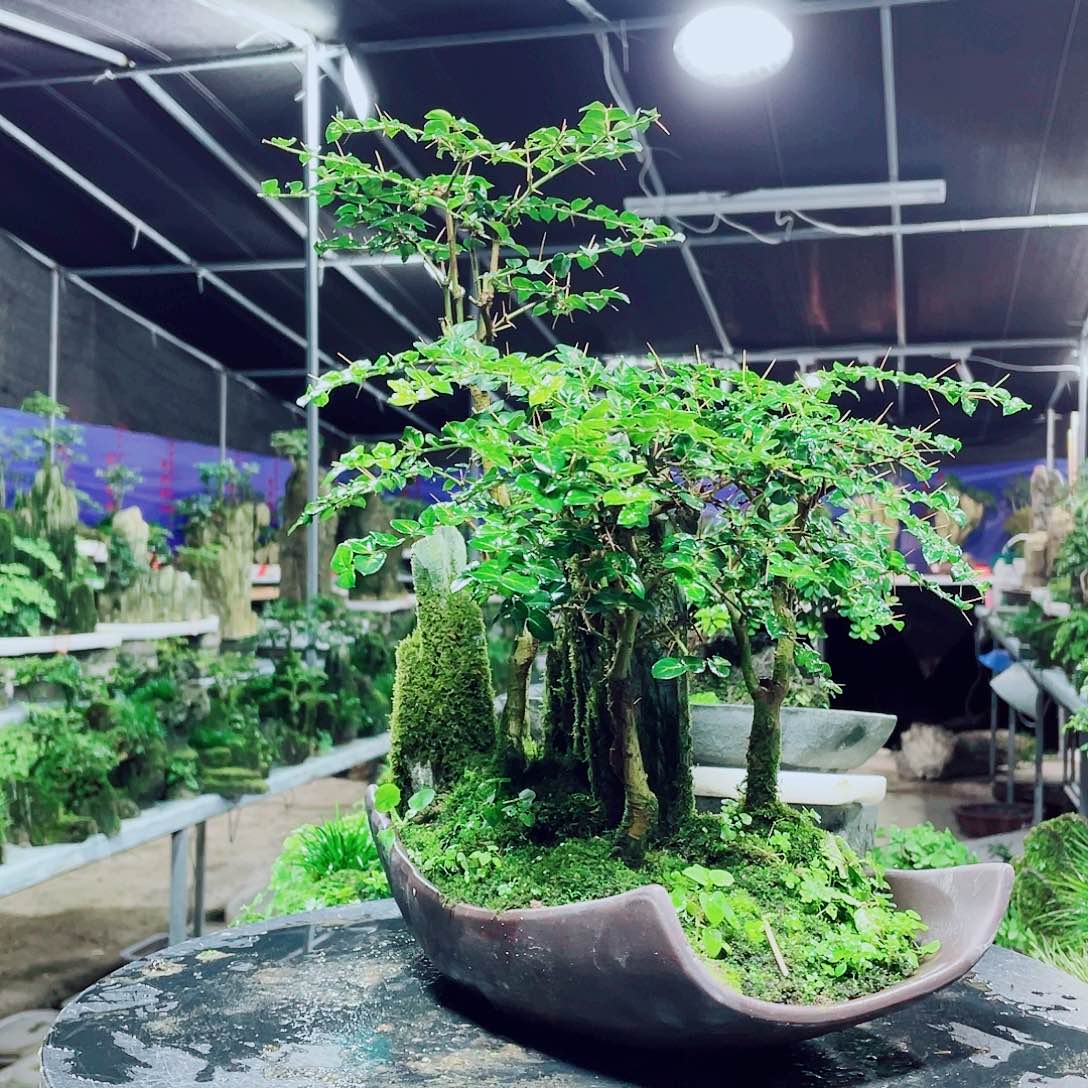 小***6无花朵我们要的就是这一点