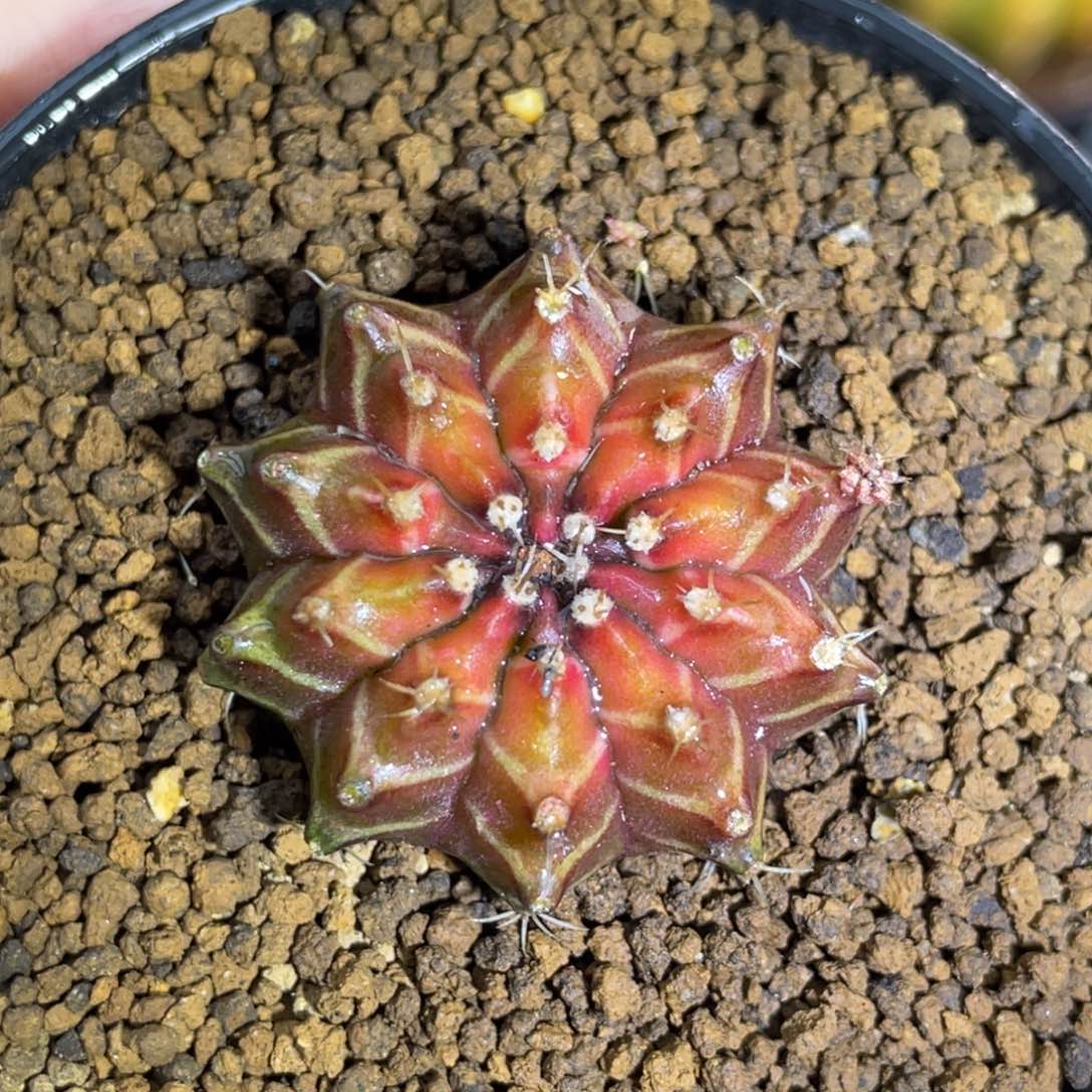 梦想乌贼00000000000009