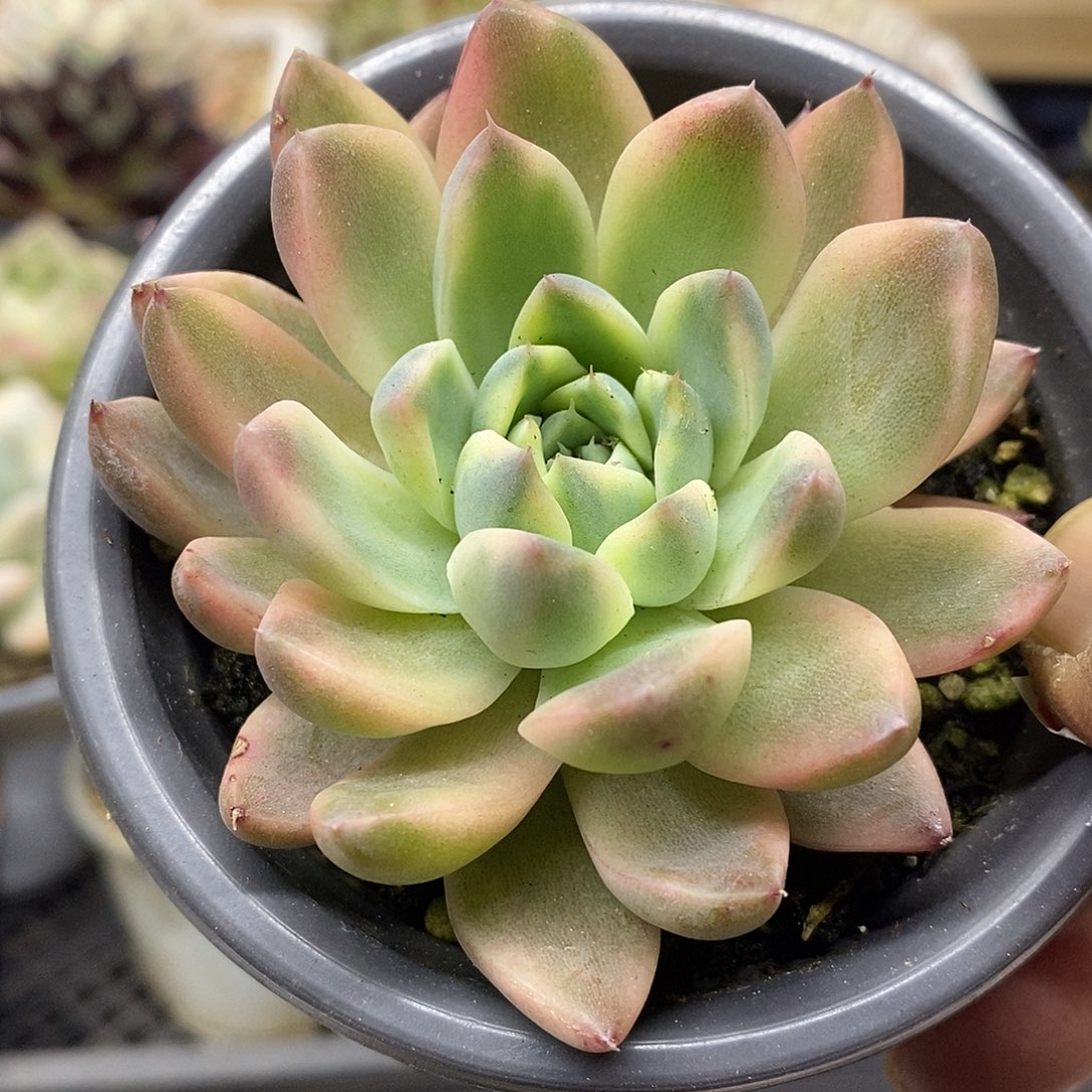 22112 西施覆轮锦 需延时发货