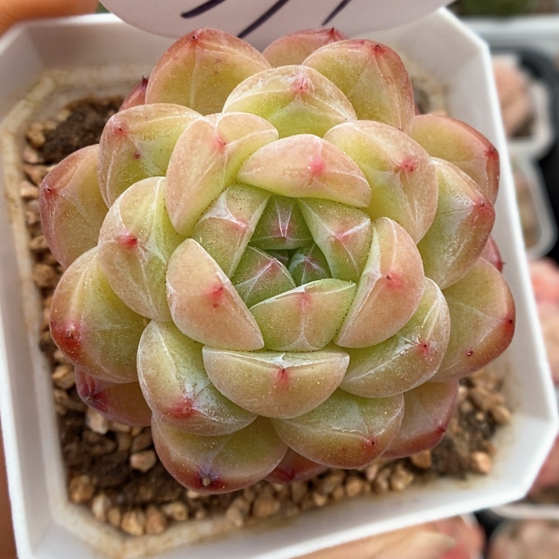 玄机可拍391号。    