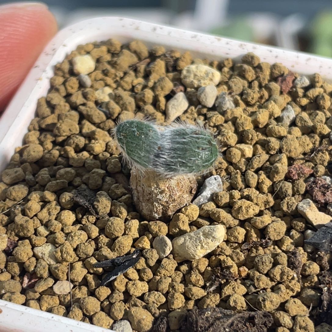 长毛毛叶苔花石蒜一颗植物一物一拍