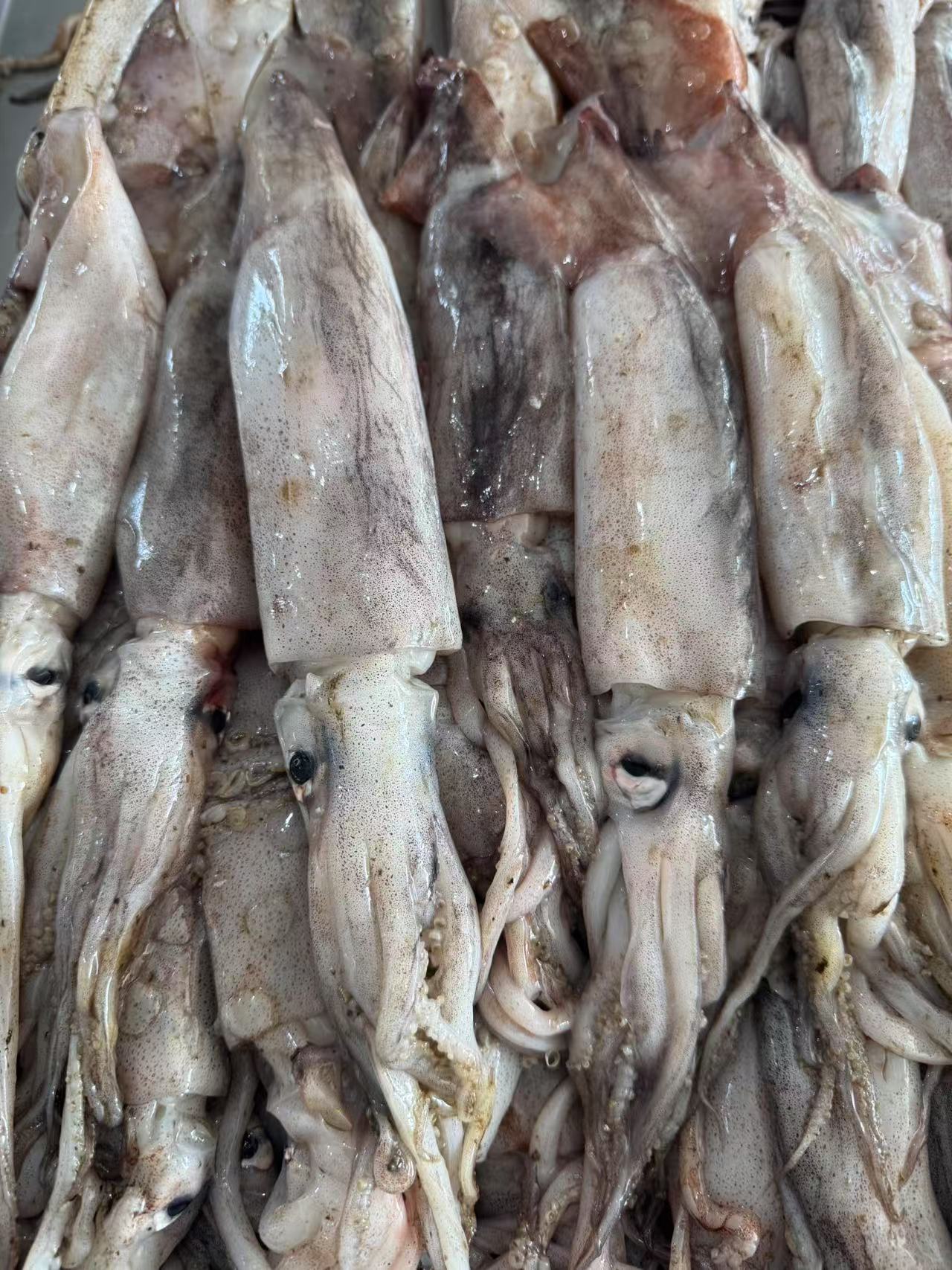 大连本地原浆鱿鱼4斤这速冻锁鲜顺丰包邮