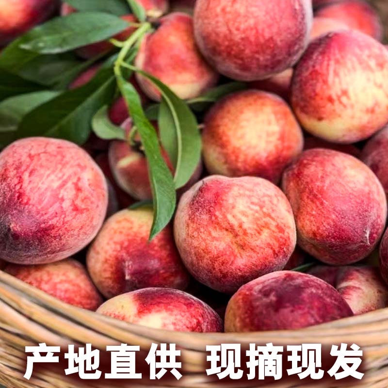 2025正宗新鲜老树血桃现摘现发脆甜红心当季水果孕妇小孩包邮