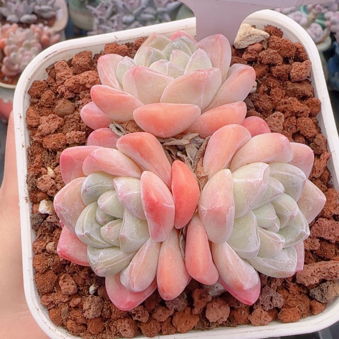 多肉植物7581…………….